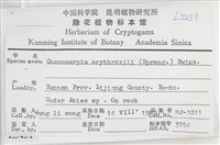 環紋瓦衣藏品圖，第2張