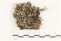 登錄號:L00005466藏品圖，第1張