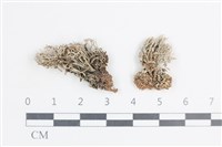 登錄號:L00005480藏品圖，第1張