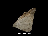 陶片藏品圖，第2張