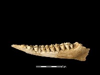 鹿骨藏品圖，第2張