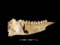 鹿骨藏品圖，第3張