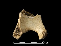 鹿骨藏品圖，第1張