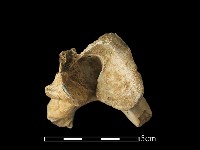 鹿骨藏品圖，第2張