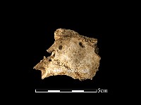 獸骨藏品圖，第2張