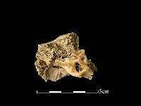 獸骨藏品圖，第1張