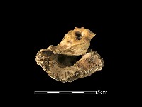 獸骨藏品圖，第3張