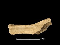 獸骨藏品圖，第2張