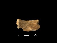 獸骨藏品圖，第2張