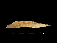 獸骨藏品圖，第2張