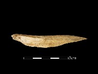 獸骨藏品圖，第1張