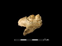 豬骨藏品圖，第2張