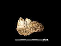 豬骨藏品圖，第3張