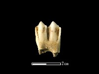 鹿骨藏品圖，第1張