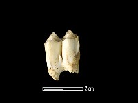 鹿骨藏品圖，第2張