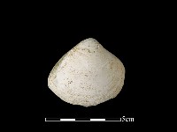 貝殼藏品圖，第2張