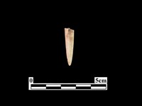 骨鏃藏品圖，第2張