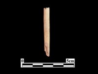 骨針藏品圖，第2張