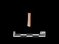 骨器藏品圖，第1張