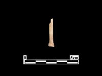 骨鏃藏品圖，第2張