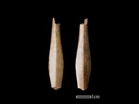 骨簪藏品圖，第1張