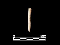 骨針藏品圖，第1張