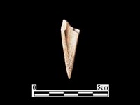 骨鏃藏品圖，第2張