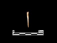 骨針藏品圖，第1張