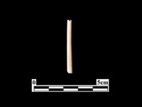 骨針藏品圖，第1張