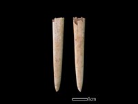 骨簪藏品圖，第1張