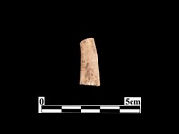 骨器藏品圖，第2張