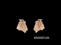 骨飾藏品圖，第1張