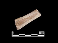 骨器藏品圖，第2張