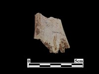 骨器藏品圖，第1張