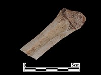 骨器藏品圖，第2張