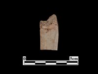 骨器藏品圖，第2張