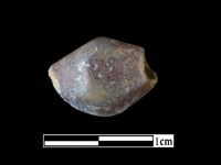 玻璃珠藏品圖，第1張