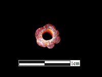 玻璃珠藏品圖，第2張