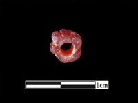 玻璃珠藏品圖，第3張