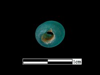 玻璃珠藏品圖，第3張