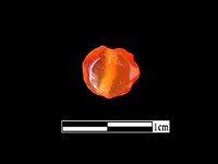 玉髓珠藏品圖，第1張