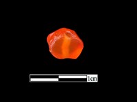 玉髓珠藏品圖，第3張