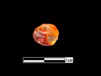 瑪瑙珠藏品圖，第3張