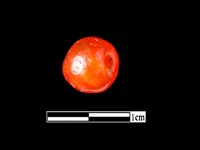 玉髓珠藏品圖，第2張