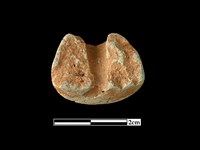 陶紡輪藏品圖，第2張