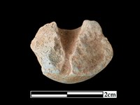 陶紡輪藏品圖，第2張