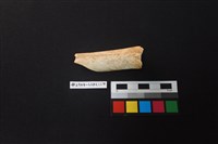 陶片藏品圖，第1張