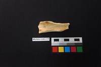 陶片藏品圖，第2張