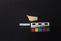 陶片藏品圖，第1張