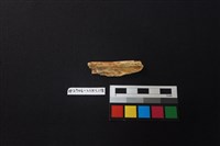 陶片藏品圖，第2張